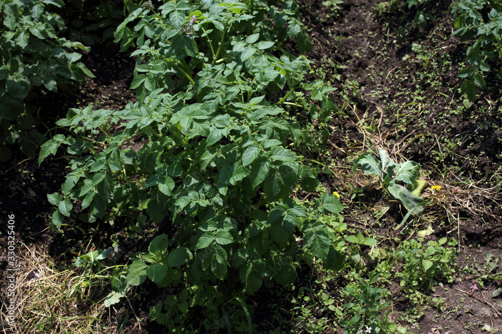 Potato growing on field Potato growing on field