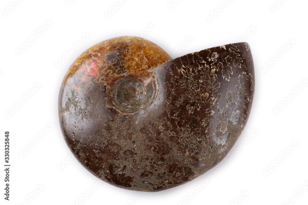 Ammonite isolated on white Ammonite isolated on white
