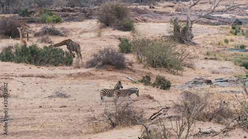 Canvas Print landscape with animals in national park south africa