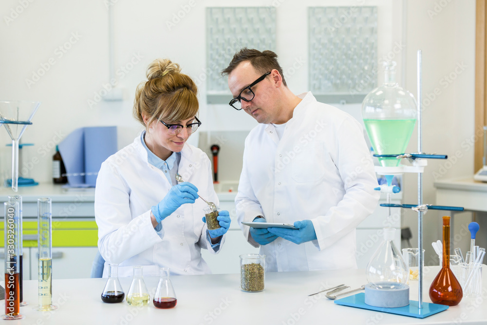 Two scientists working with hemp seeds and tablet in laboratry Two scientists working with hemp seeds and tablet in laboratry