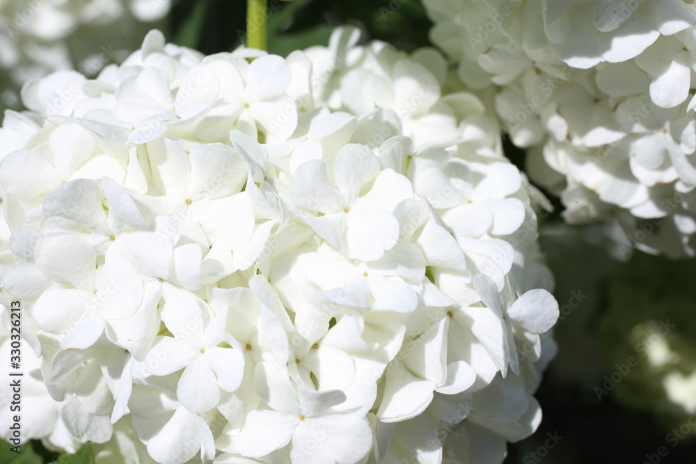 Buldenezh blossom. White flowers