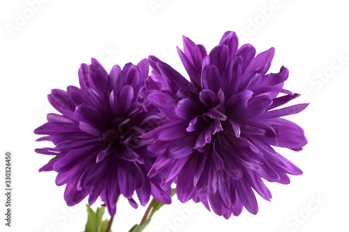 Violet asters isolated on white