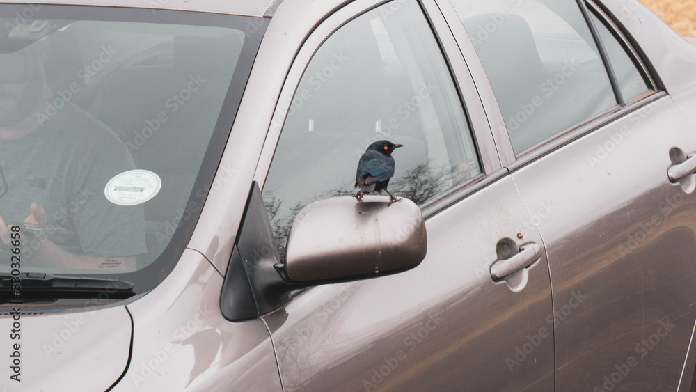 bird sitting on a car bird sitting on a car