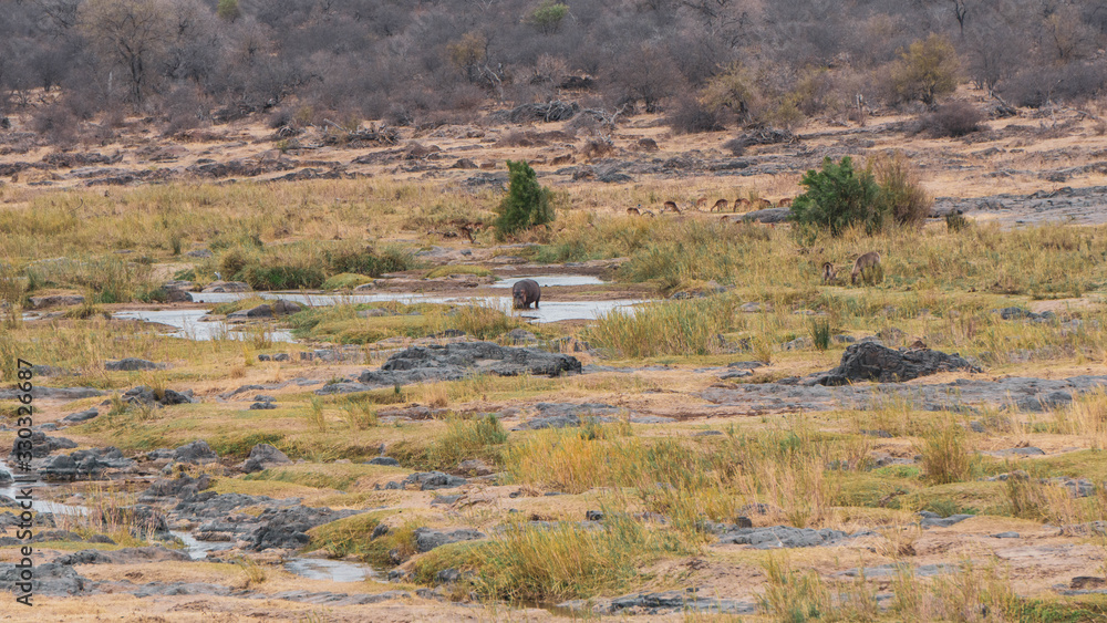 landscape with river and animals in south africa landscape with river and animals in south africa
