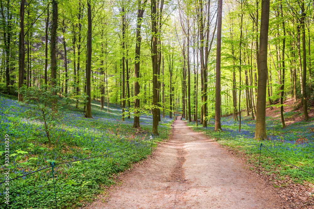 wild hyacinth flowers blooming in the Hallerbos forest in spring wild hyacinth flowers blooming in the Hallerbos forest in spring
