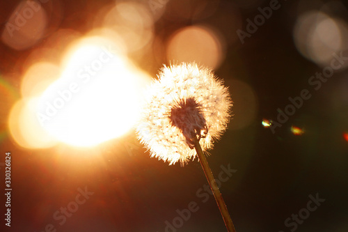 dandelion 