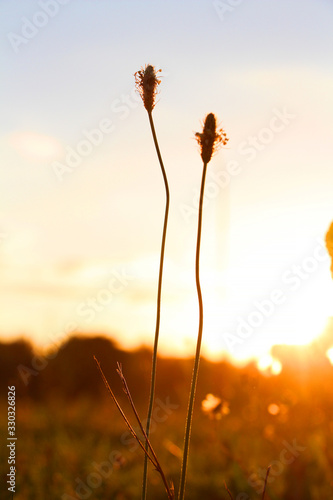 sunset in field