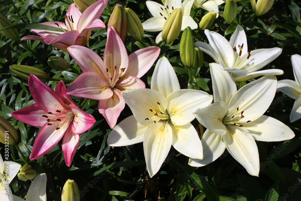 Obraz premium Growing white and pink lilies