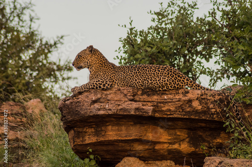 Photography A leopard bathing on a rock in Samburu Park
