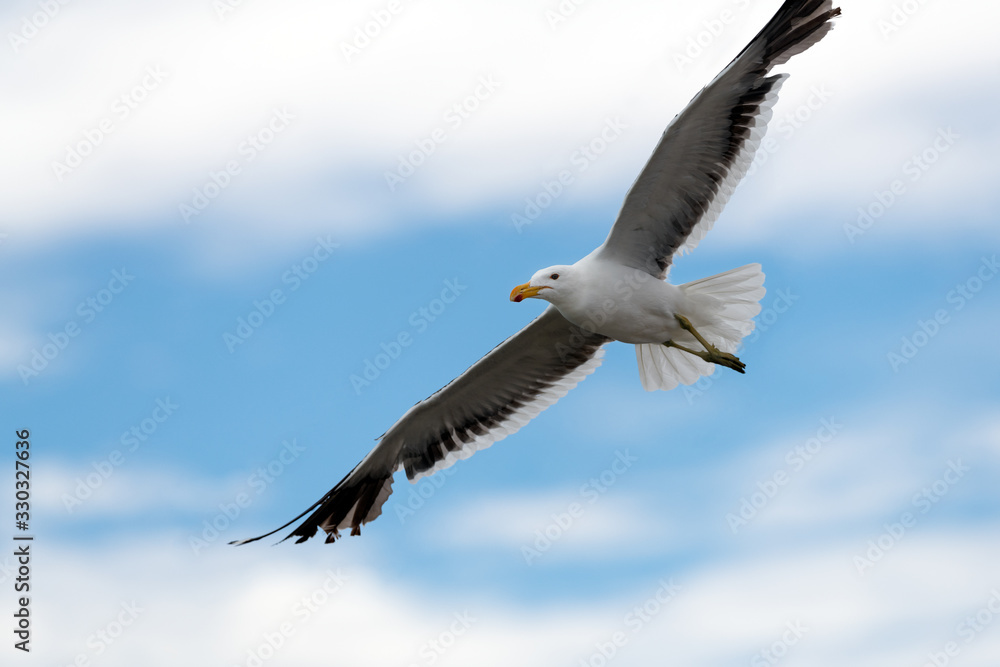 A close up action photograph of a seagull in flight against a blue sky with white clouds, taken in Port Nolloth, South Africa. A close up action photograph of a seagull in flight against a blue sky with white clouds, taken in Port Nolloth, South Africa.