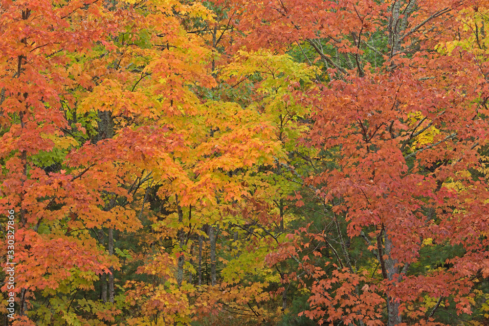 Landscape of autumn forest with maples Keweenaw Peninsula, Michigan's Upper Peninsula, USA
