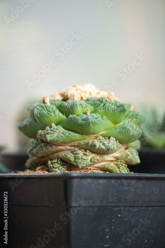 Ariocarpus fissuratus in flower pot photo