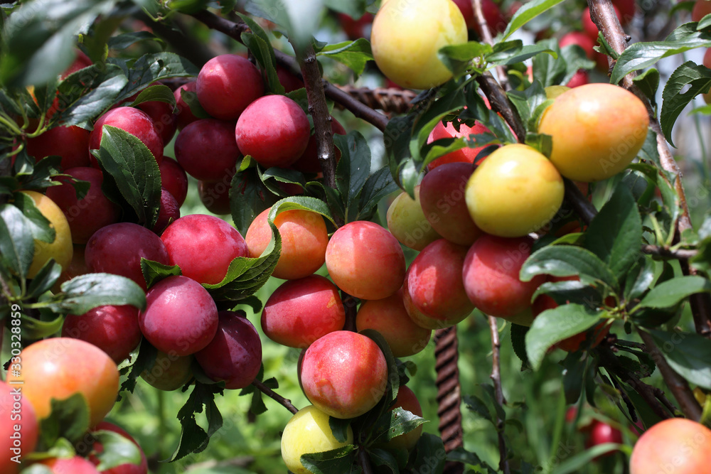 Growing plums. ripe and unripe fruits