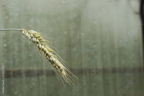 Wheat ear macro photography