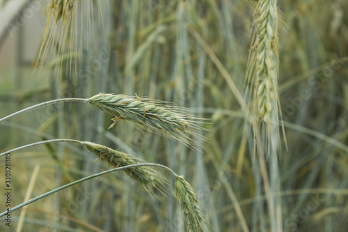 Wheat ears macro photography