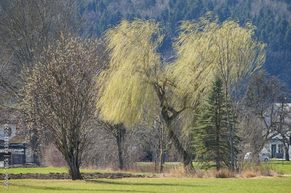 Obraz premium Schöne Baumgruppe mit Trauerweide