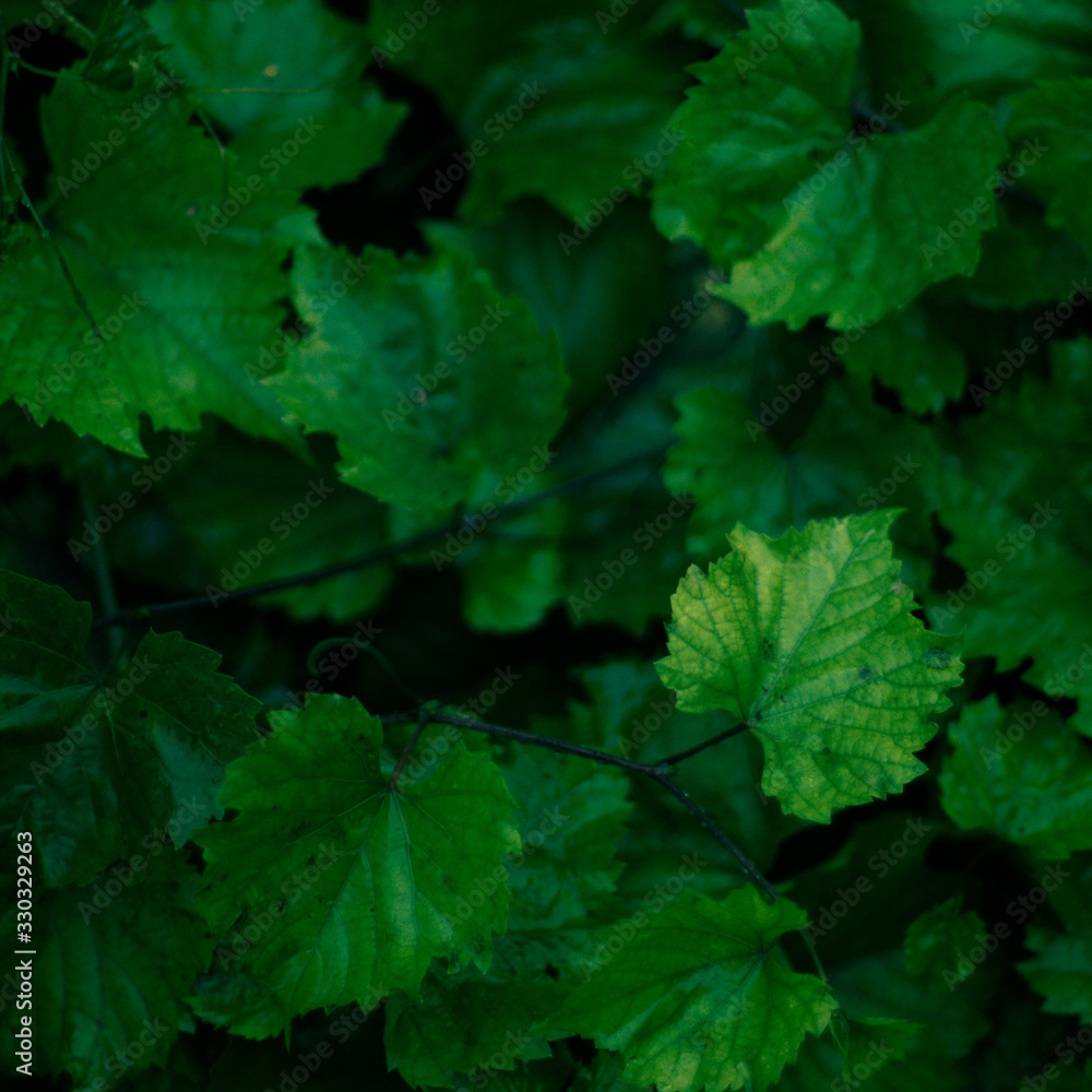 Natural background wet green grape leaves grow in the garden Natural background wet green grape leaves grow in the garden