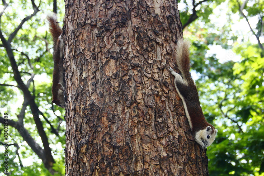 2 squirrels perched on each side tree 2 squirrels perched on each side tree