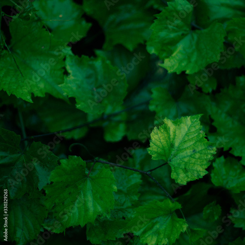 Natural background wet green grape leaves grow in the garden