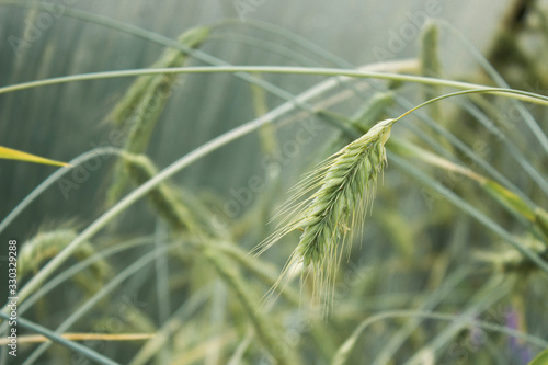 Wheat ears macro photography