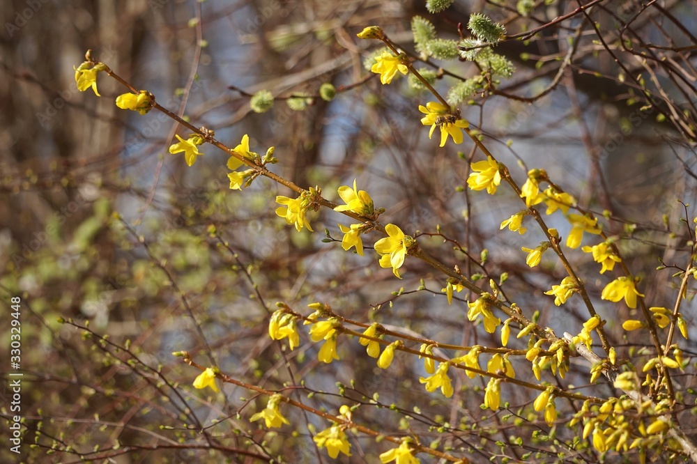 Fototapeta premium Forsythienheck im März