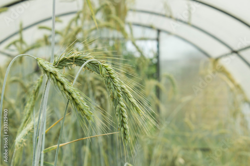 Wheat ears macro photography