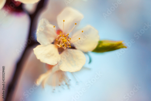 Fototapeta Naklejka Na Ścianę i Meble -  White flower of an apricot tree in spring blossom