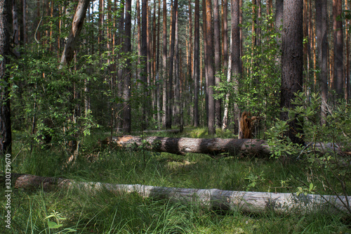 Forest landscape with fallen trees photography