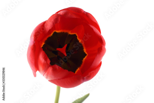 Red growing tulip isolated on white