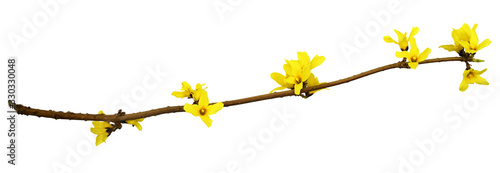 Spring twig of forsythia shrub with yellow flowers