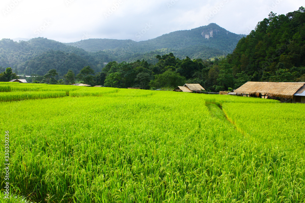 paddy field with green rice paddy and mountain background