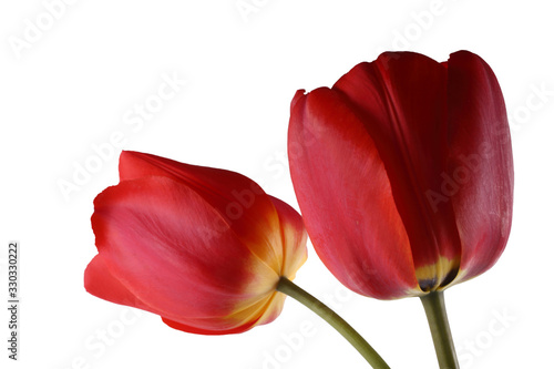 Red tulips