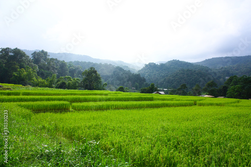 paddy field with green rice paddy and mountain background