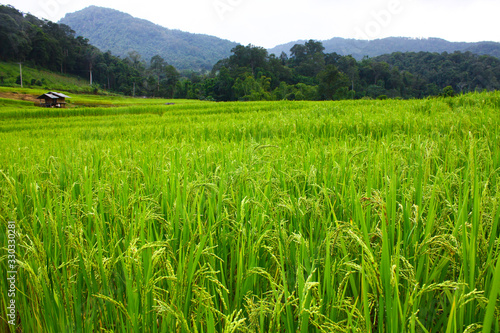 paddy field with green rice paddy and mountain background