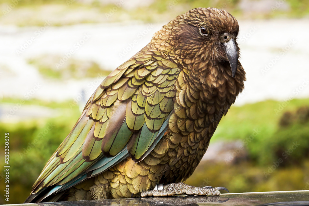 Obraz premium Kea Bird, Milford Sound, New Zealand