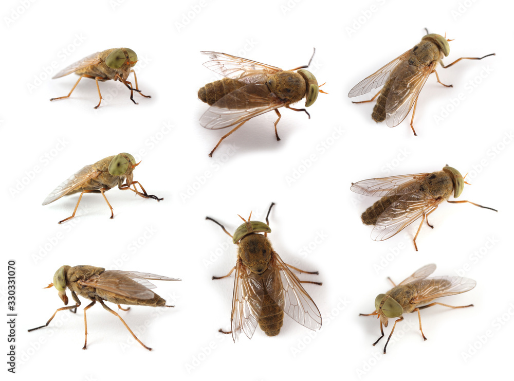 © Alex Coan - Horsefly isolated on white (Atylotus rusticus)