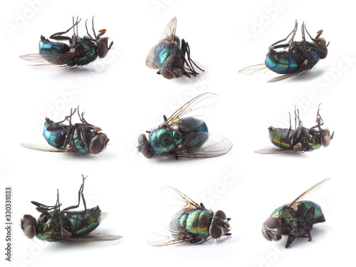 Dead flies isolated on white (Lucilia caesar)