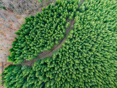 Aerial view of forest in Romania