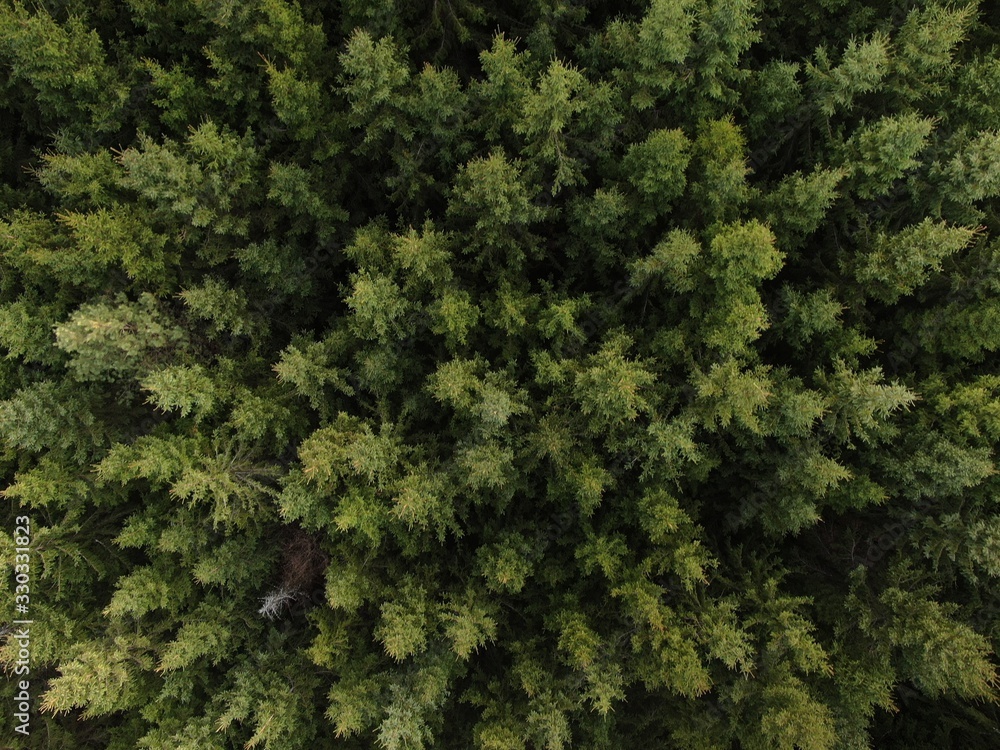Aerial view of forest in Romania 