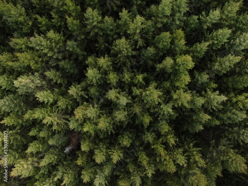 Aerial view of forest in Romania 
