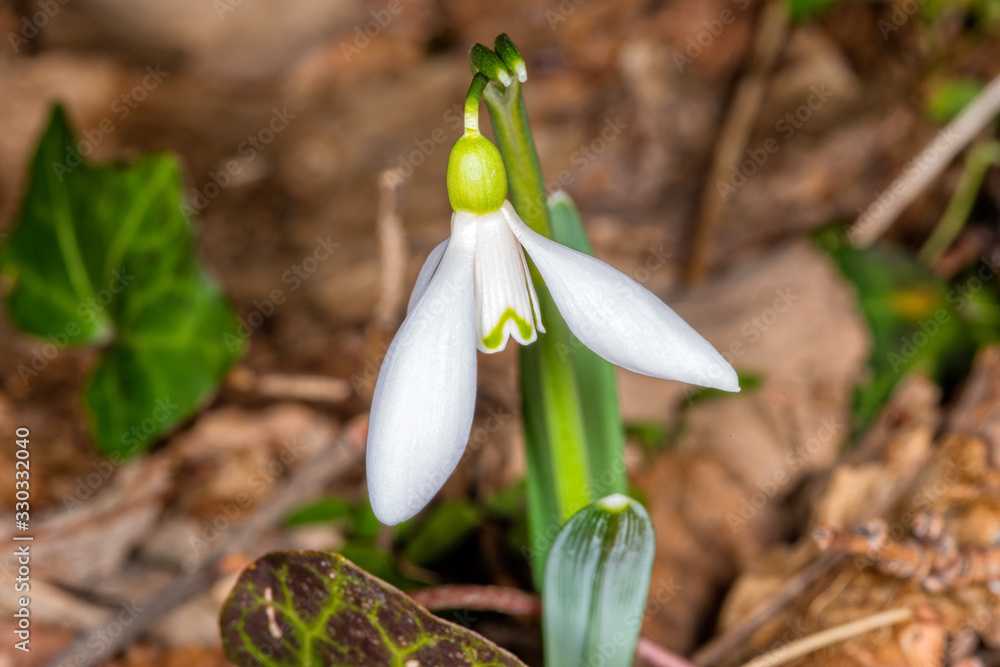 Spring snowdrops flowers. Galanthus or Snowdrop (Galanthus elwesii) Spring snowdrops flowers. Galanthus or Snowdrop (Galanthus elwesii)