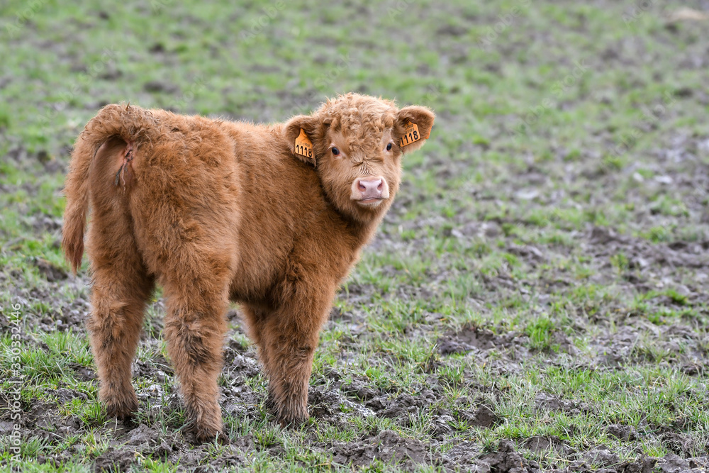 scottish highlander calf in a meadow in Luxembourg scottish highlander calf in a meadow in Luxembourg