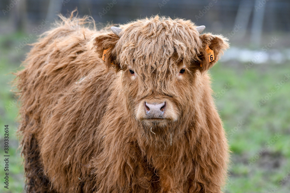 scottish highlander calf in a meadow in Luxembourg scottish highlander calf in a meadow in Luxembourg