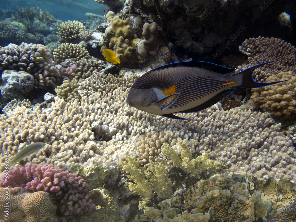 Obraz premium Colorful coral reef with tropical Sohal surgeonfish.