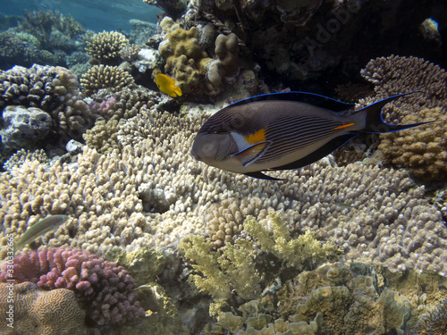 Colorful coral reef with tropical Sohal surgeonfish.