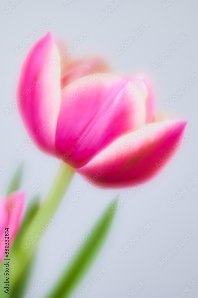 blurry art style of a pink double tulip against white background