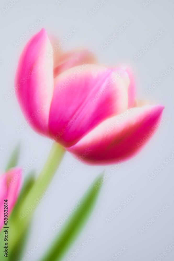 Obraz premium blurry art style of a pink double tulip against white background