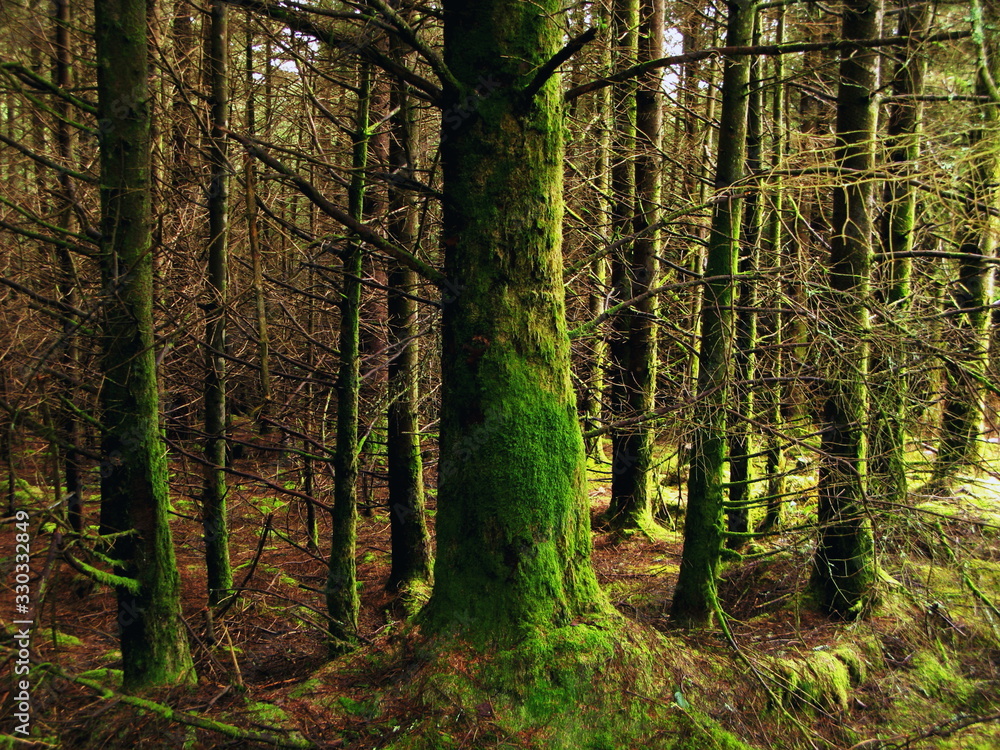 mossy pine forest in Connemara Galway Ireland