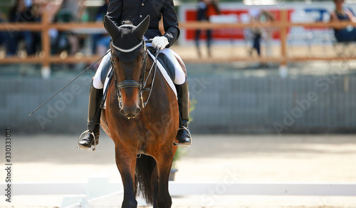 Dressage horse with rider in close-up photographed from the front in the gathering..