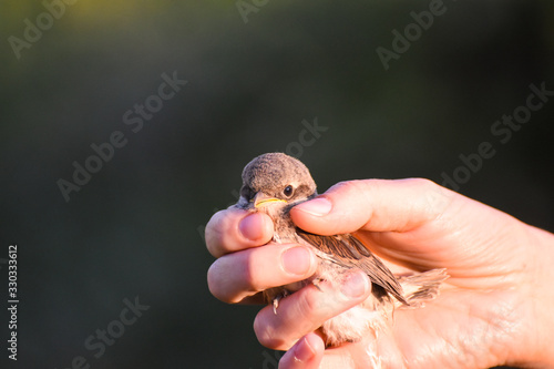 Little bird in a woman hand. Woman saved little bird fallen from nest